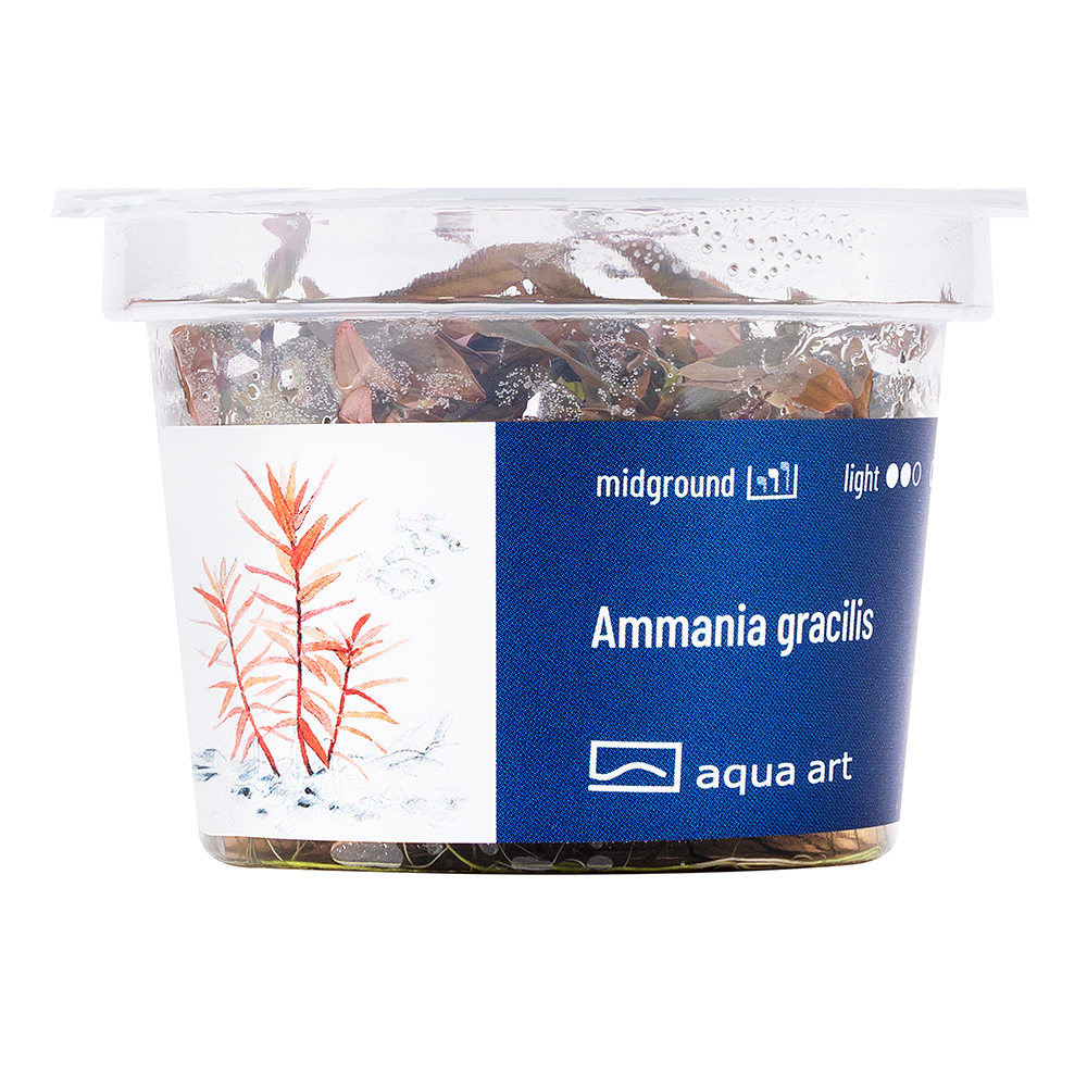 Biljka Ammania sp gracilis in vitro